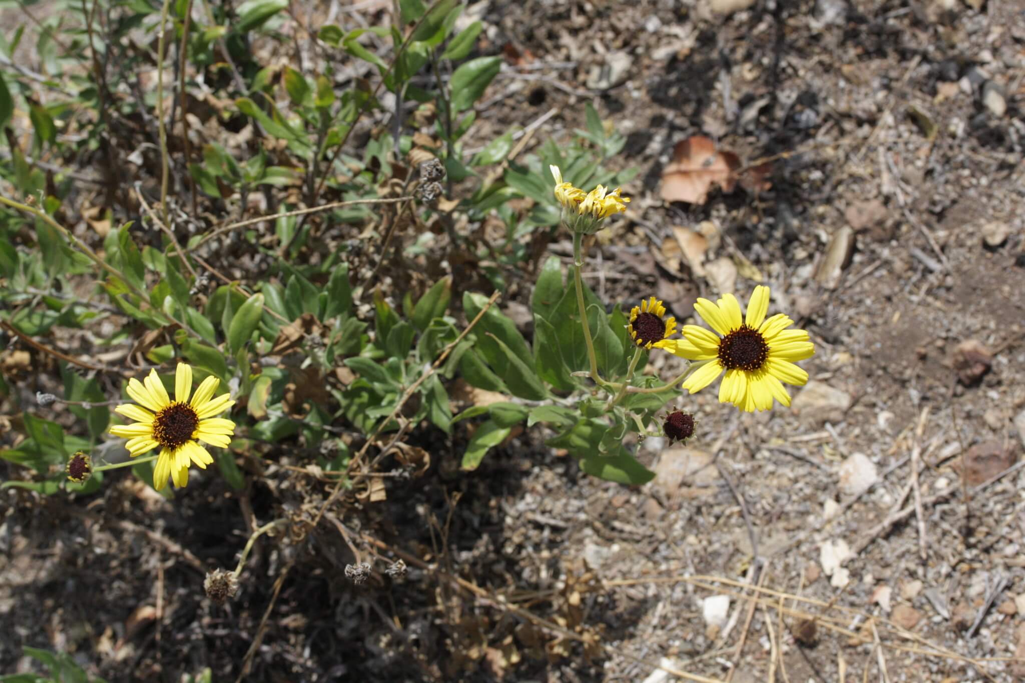 Encelia californica